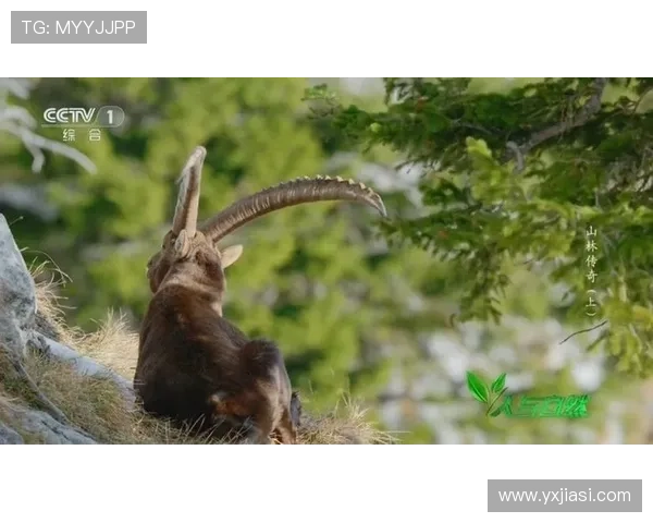 足球明星小猎豹的传奇故事与精彩小说推荐合集